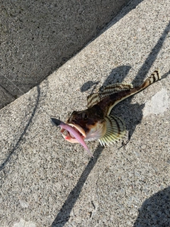 カジカの釣果