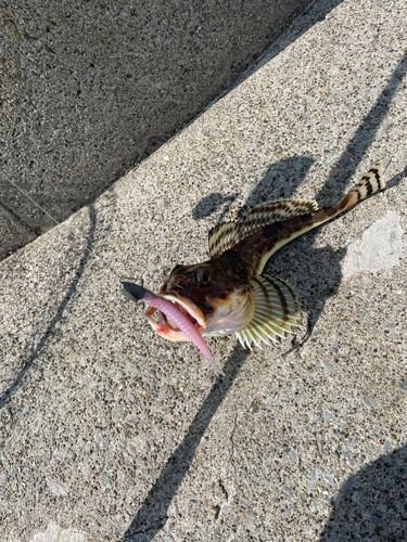 カジカの釣果