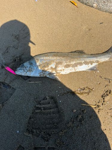 スズキの釣果
