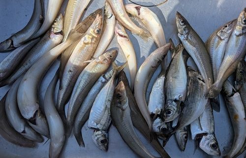 シロギスの釣果