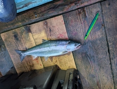サクラマスの釣果