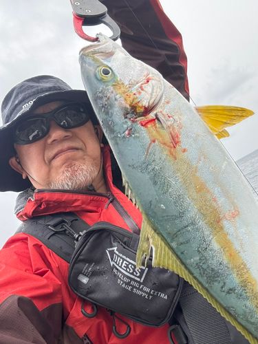 ヒラマサの釣果