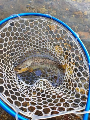ブラウントラウトの釣果