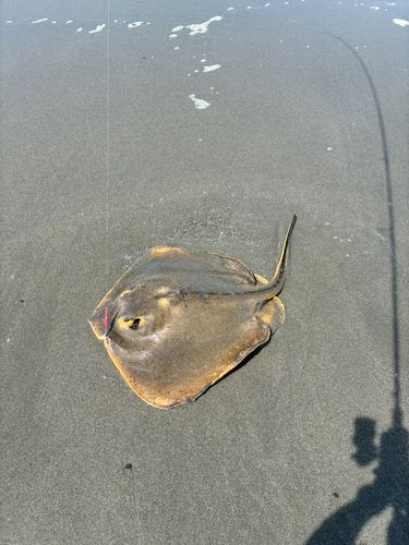 アカエイの釣果