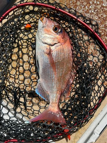 タイの釣果