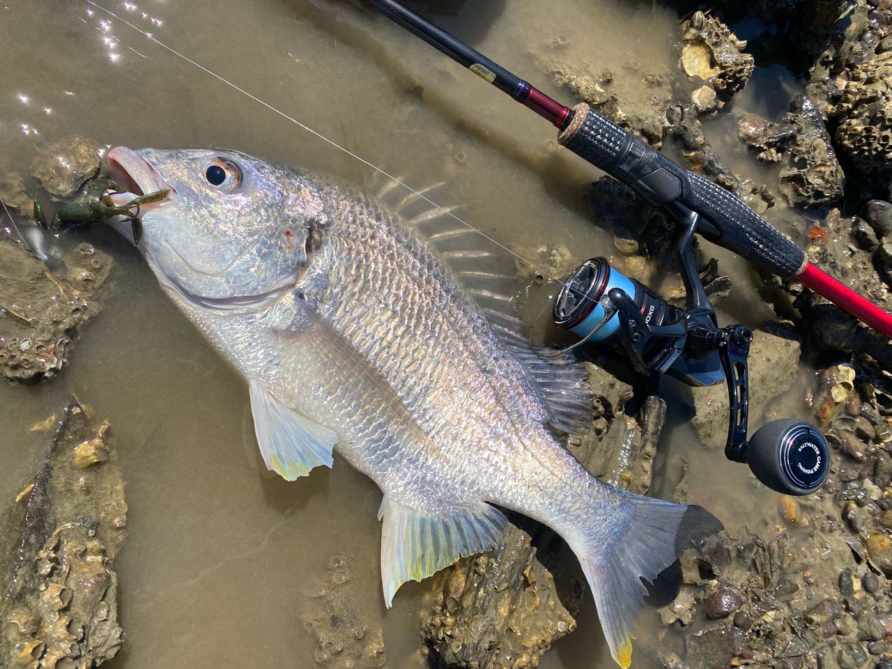 SHIMANO 19スコーピオン 2831R-2の最安値・インプレ・釣果 | 本音の