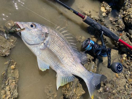 キビレの釣果