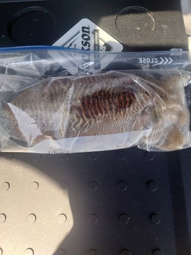 コウイカの釣果