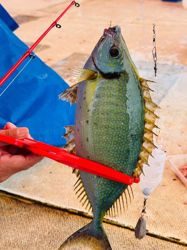 アイゴの釣果