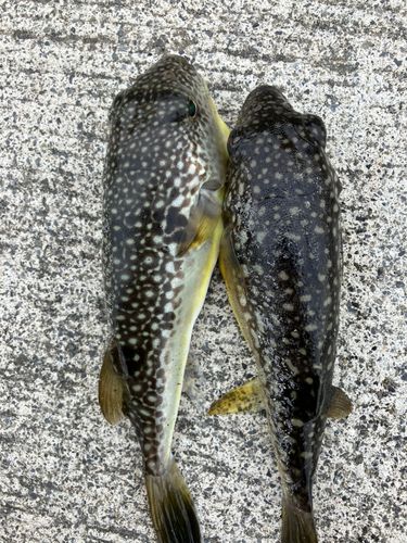 サバの釣果