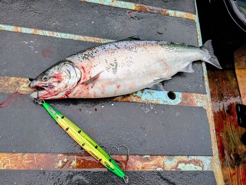 サクラマスの釣果