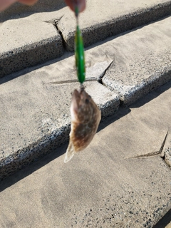 ソゲの釣果