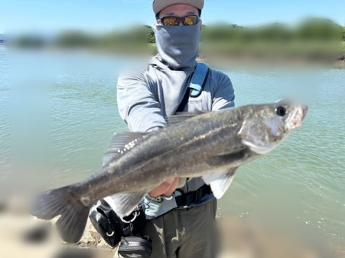 フッコ（マルスズキ）の釣果