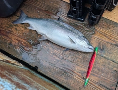 サクラマスの釣果