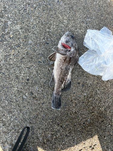 クロソイの釣果