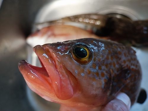アコウの釣果