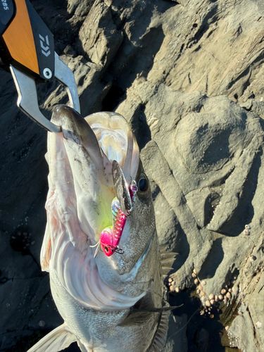 マルスズキの釣果
