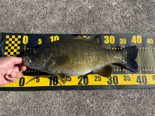 スモールマウスバスの釣果