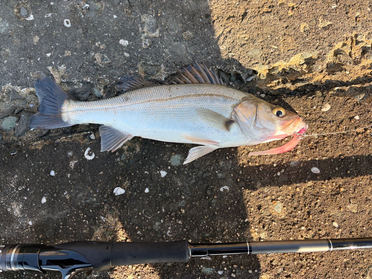 DAIWA 21ラブラックス AGS 93MLの最安値・インプレ・釣果 | 本音の
