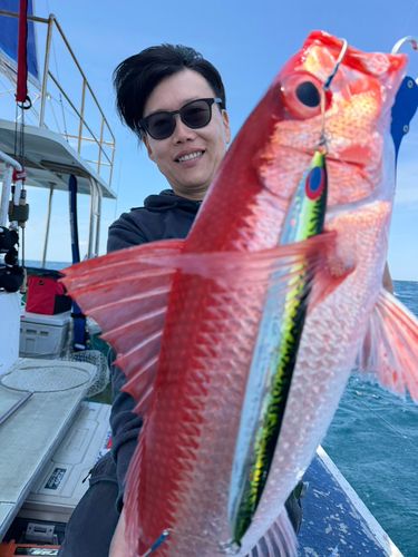 カンパチの釣果