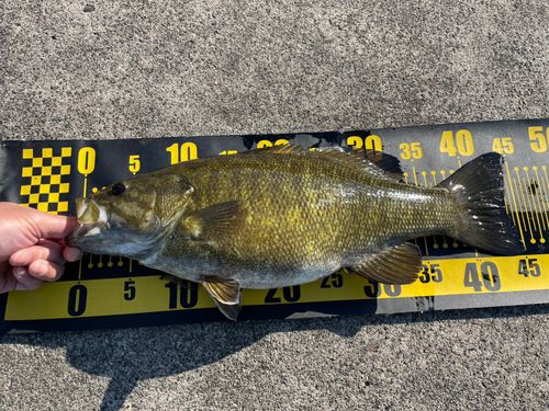スモールマウスバスの釣果
