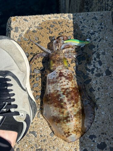 ミズイカの釣果