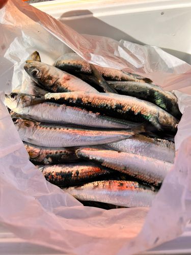 イワシの釣果