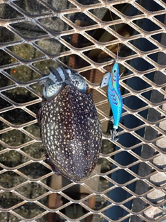 シリヤケイカの釣果