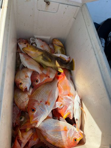 レンコダイの釣果