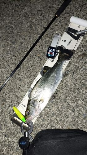 フッコ（ヒラスズキ）の釣果