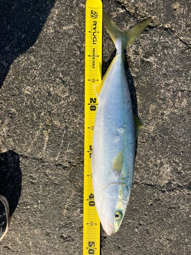 イナダの釣果