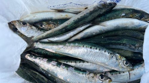 イワシの釣果