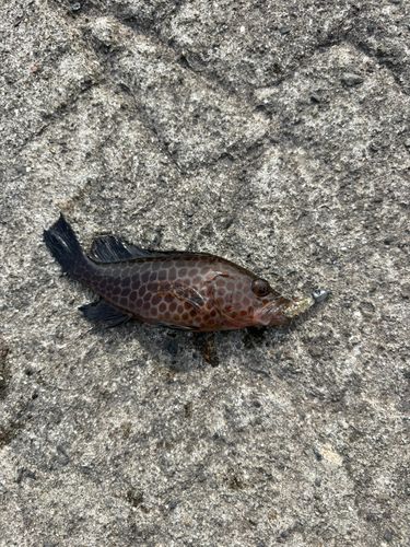 オオモンハタの釣果