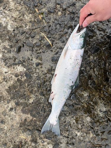 サクラマスの釣果