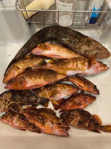マゴチの釣果