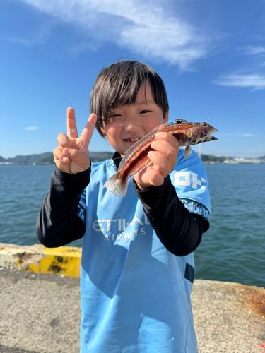 アカトラギスの釣果