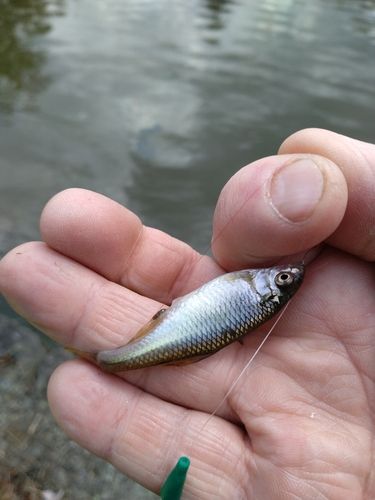 タナゴの釣果