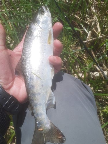 ヤマメの釣果