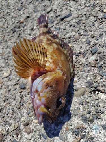 カサゴの釣果
