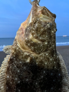 ヒラメの釣果