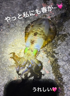 アオリイカの釣果