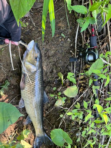 ニゴイの釣果