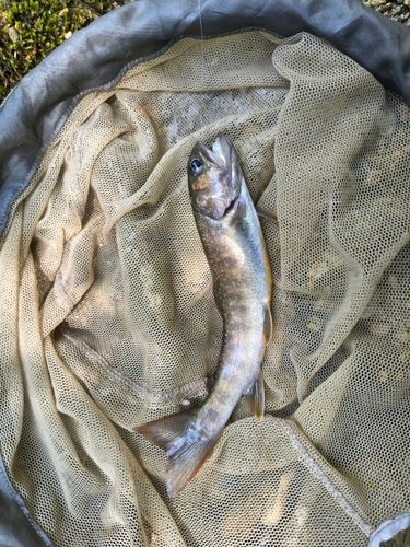 イワナの釣果