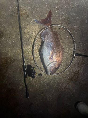 タイの釣果