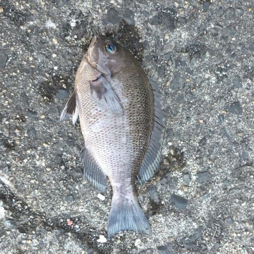 メジナの釣果