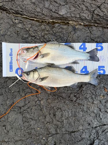 ヒラスズキの釣果