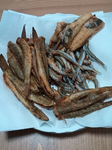 ハゼの釣果