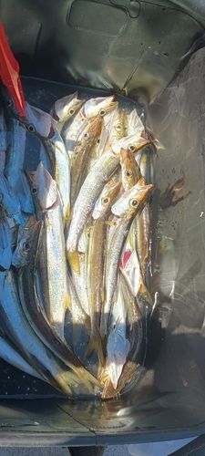 カマスの釣果