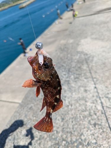 アラカブの釣果