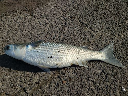 ボラの釣果